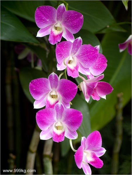 新加坡国花图片_新加坡国花-胡姬花